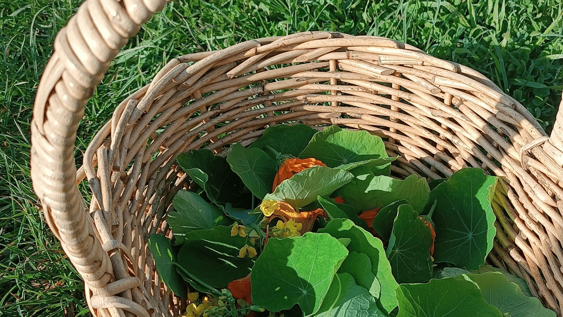 Nasturtium banner Nasturtium banner